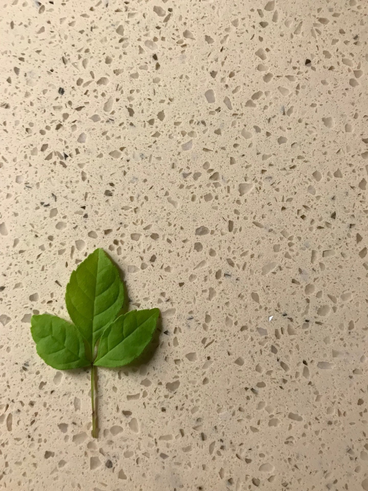 Creme Mirror Quartz Mister Marble